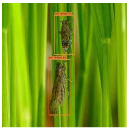 Agriculture application